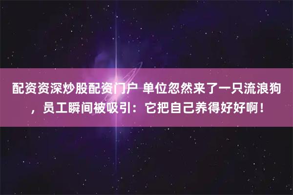 配资资深炒股配资门户 单位忽然来了一只流浪狗，员工瞬间被吸引：它把自己养得好好啊！